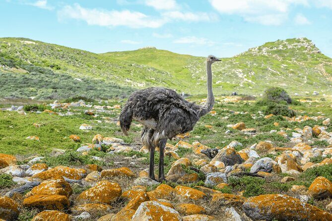 Table Mountain, Penguin,Cape Point Private Day Tour in Cape Town - Why Table Mountain and Cape Point fit into one full day