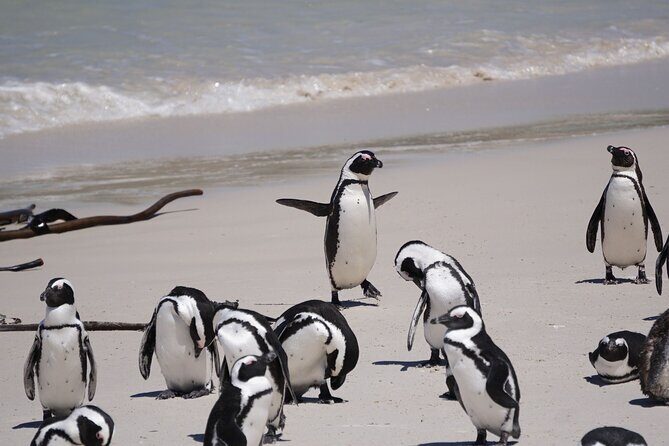 Table Mountain, Penguin,Cape Point Private Day Tour in Cape Town - Simon’s Town, Just Nuisance, and the Penguin mission at Boulders Beach