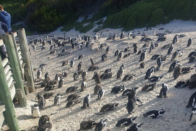 Table Mountain, Penguins and Cape Point Sharing GroupTour - Camps Bay and Chapmans Peak Drive: Ocean Views With Actual Time to Look
