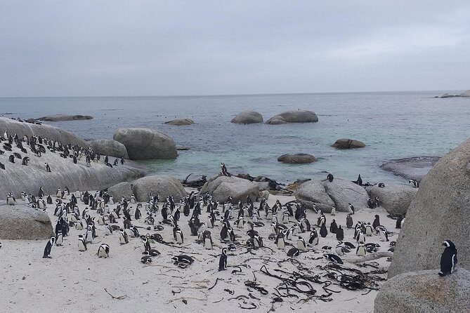 Table Mountain, Penguins, Cape of good hope and Stellenbosch tour - Ostrich farm photo stop: quick, weird, and fun