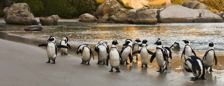 Table Mountain, Penguins & Cape of good hope full day Tour - The Peninsula Road Stops: Camps Bay, Twelve Apostles, Chapmans Peak