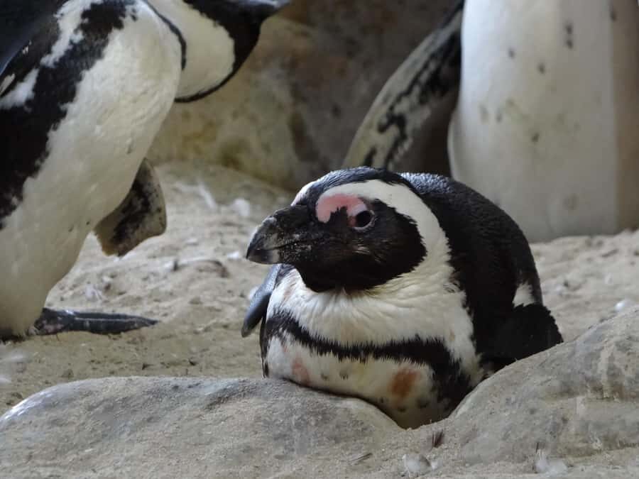 Table Mountain, Penguins & Cape of Good Hope Private Tour - Price and What’s Included vs. What You’ll Pay on Your Own