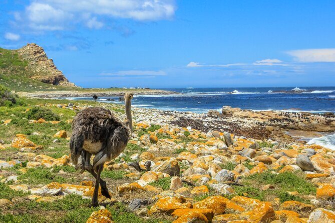 Table Mountain, Penguins & Cape of Good Hope Small Group Top Tour from Cape Town - Hout Bay Seal Island Boat Trip: A Nice Add-On, Worth Confirming on the Day