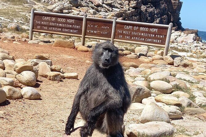 Table Mountain, Penguins & Cape of Good Hope Small Group Tour - Chapmans Peak Drive: One of the World’s Best Marine Road Stops
