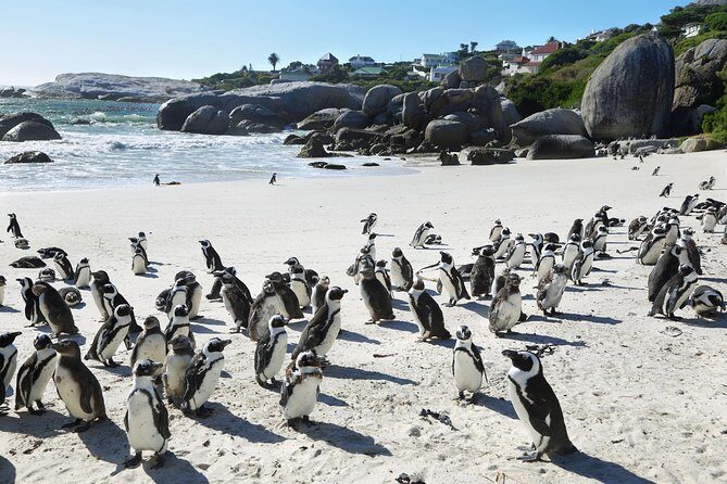 Table Mountain, Penguins Colony and Cape of Good Hope Small Group Shared Tour - Pickup, Timing, and the Shared-Group Feel