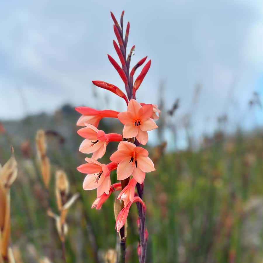 Table Mountain: Skeleton Gorge Hike - Key things to know before you go