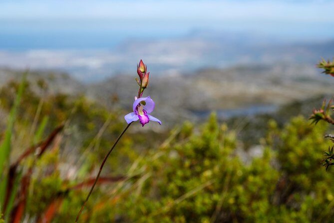 Table Mountain Summit Hike via Kasteelspoort - Table Mountain National Park in Plain Language: Fynbos, Fauna, and Why Guides Matter