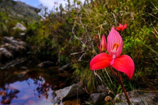 Table Mountain Summit Hike via Kasteelspoort - Group Size, Private Tour Feel, and Why It Changes Everything