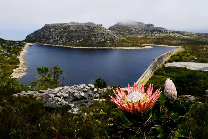 Table Mountain Summit Hike via Kasteelspoort - Planning the Day: Meeting Point, Timing, and the 8km Walk