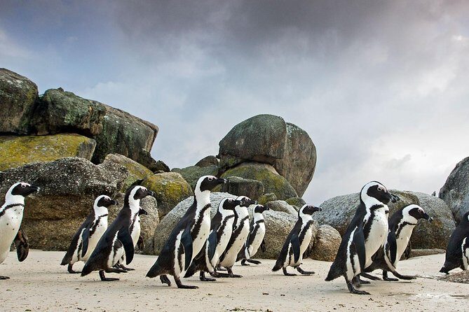 Table Mountain-Wines-Penguins-Cape Point All Inclusive Group Tour - A one-day Cape Peninsula hit list (and why it works)