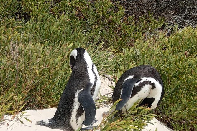 Table Mountain-Wines-Penguins-Cape Point All Inclusive Group Tour - Boulders Beach penguins and the boardwalk that makes it easy
