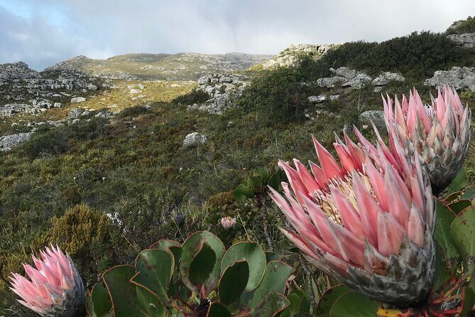 Table Mountain's India Venster Hike + Hotel Pick-Up - Viewpoints you’ll recognize instantly (and where they come from)