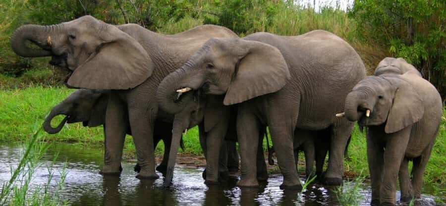 Tala Game Reserve & Natal Lion Park 1/2 Day Tour from Durban - Key highlights at a glance