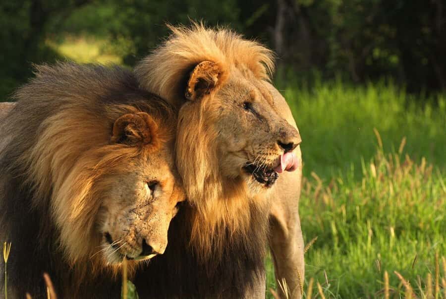 Tala Game Reserve & Natal Lion Park 1/2 Day Tour from Durban - Durban pickup at 7:30am: what your day really looks like