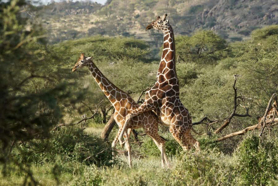 Tala Game Reserve & Natal Lion Park 1/2 Day Tour from Durban - Your guide experience in KwaZulu-Natal: Timba and the Durban info