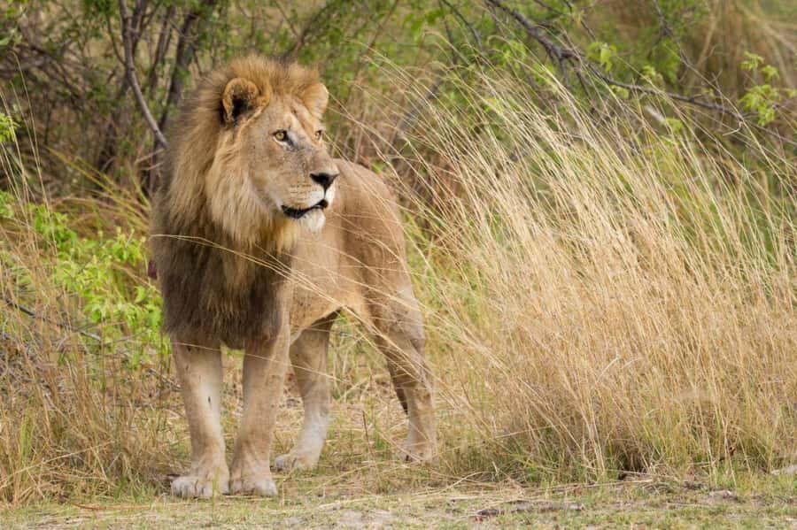 Tala Game Reserve & Natal Lion Park 1/2 Day Tour from Durban - Vehicle comfort and timing: the real-world considerations