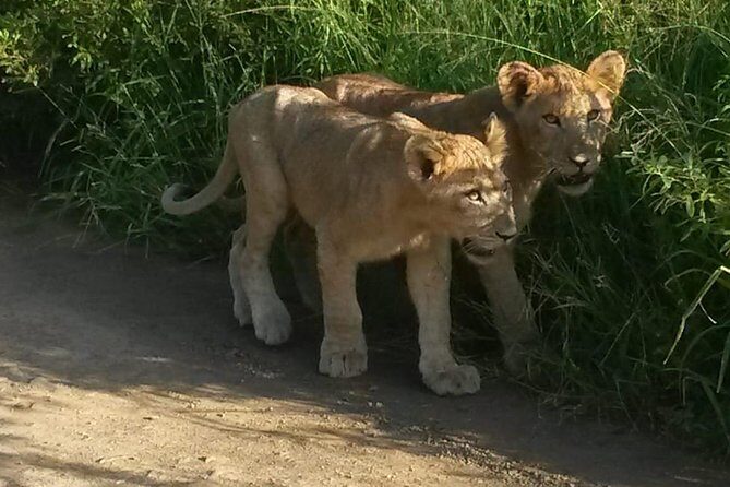 Tala Game reserve. Natal Lion Park and Valley of 1000 hills - Key highlights you’ll actually feel during the day