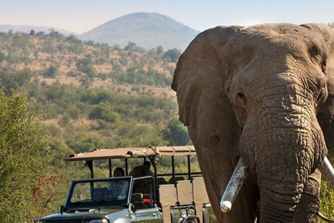 Tala Game Reserve, Phezulu Safari & Natal Lion Park Full Day Tour From Durban - Tala Private Game Reserve: Malaria-Free Wildlife and Serious Bird Watching