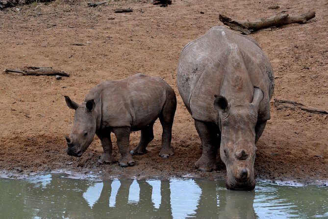 Tala Mini Day Safari - Durban - Key Highlights Worth Planning For
