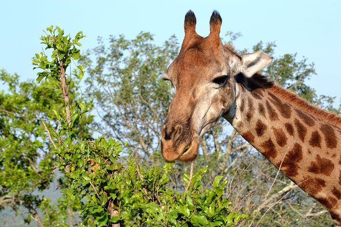 Tala Mini Day Safari - Durban - Why Durban’s Tala Mini Safari Fits Into a Half Day