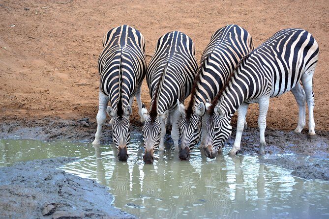 Tala Mini Day Safari - Durban - Getting From Durban to Tala Reserve: Pickup, Timing, Comfort