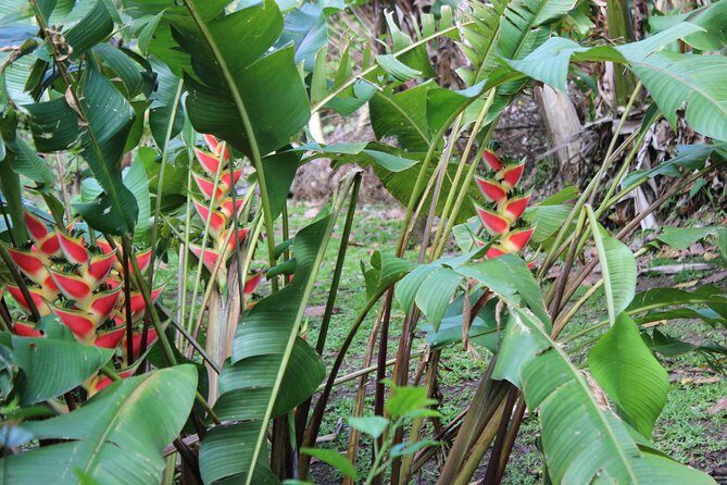 The Best of Saint Lucia Tour - Price and Value: What $150 Buys on St Lucia