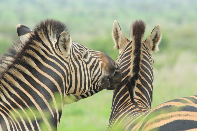 The Best of Zululand's Big 5 reserves - For the Discerning guest - Zululand’s Big Five Two-Day Plan: How the Time Is Spent