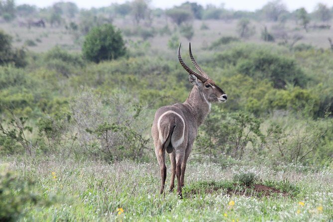 The Best of Zululand's Big 5 reserves - For the Discerning guest - Manyoni Private Game Reserve Overnight: Drives, Sundowners, and Bush Coffee
