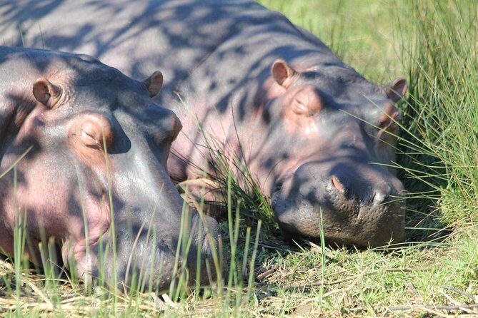 The Best of Zululand's Big 5 reserves - For the Discerning guest - Day 2 Rhino Focus: Sunrise at Manyoni, Then More 3-Hour Wildlife Time