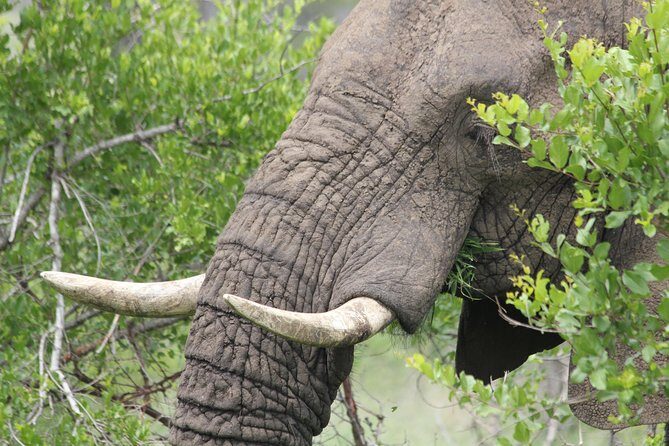 The Best of Zululand's Big 5 reserves - For the Discerning guest - Food, Comfort, and the Pace You’ll Feel