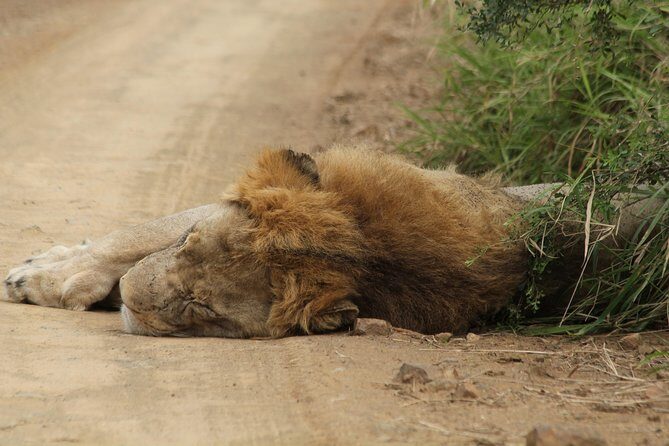 The Best of Zululand's Big 5 reserves - For the Discerning guest - Hluhluwe–iMfolozi Park: 3 Hours in an Open Game Viewer