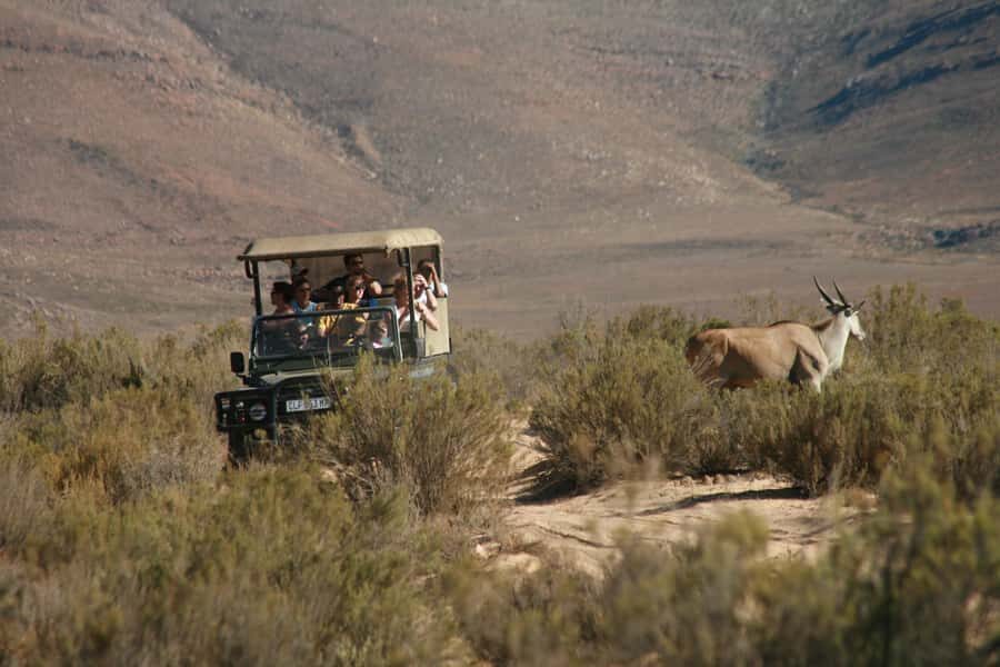 The Best Private Cape Town Safari Day Trip - Aquila Big 5 - Who This Private Aquila Safari Fits Best