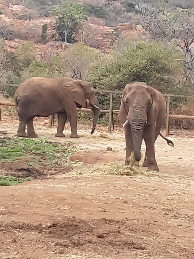 The Elephant and Monkey Sanctuary. - Key Things I’d Focus On