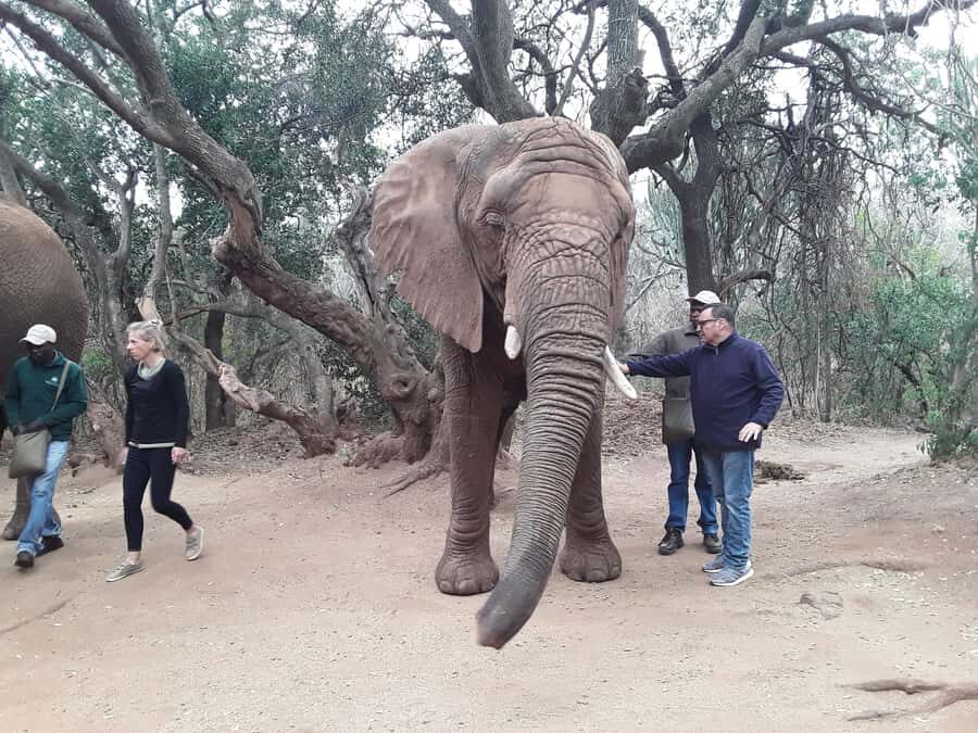 The Elephant and Monkey Sanctuary. - Elephant and Monkey Sanctuary: What This Experience Really Is
