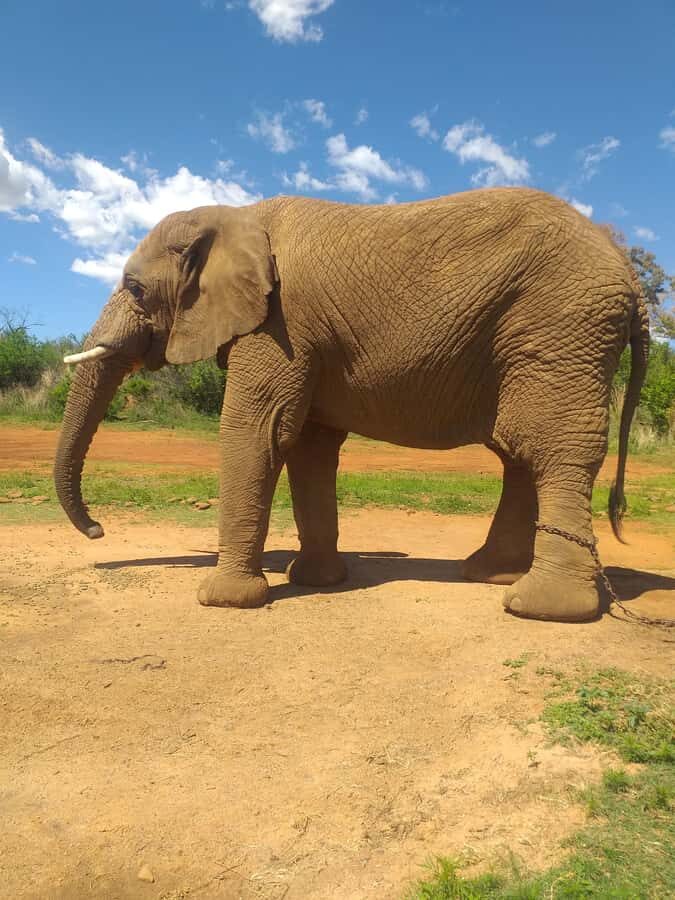 The Elephant and Monkey Sanctuary. - Pickup, Timing, and How the 5-Hour Flow Works