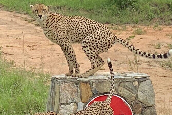 The Kruger National Park - Full Day Tour - A 5:00 am start that turns one day into real safari time