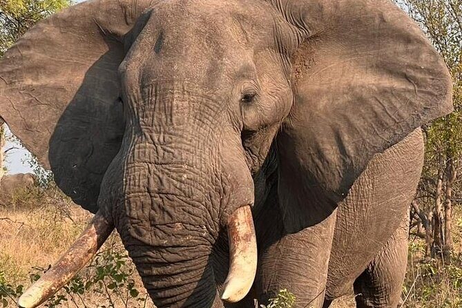 The Kruger National Park - Full Day Tour - Pickup, mobile ticket, and how your day should flow