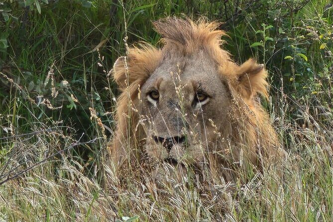 The Kruger National Park - Full Day Tour - Weather matters: Kruger plans can shift