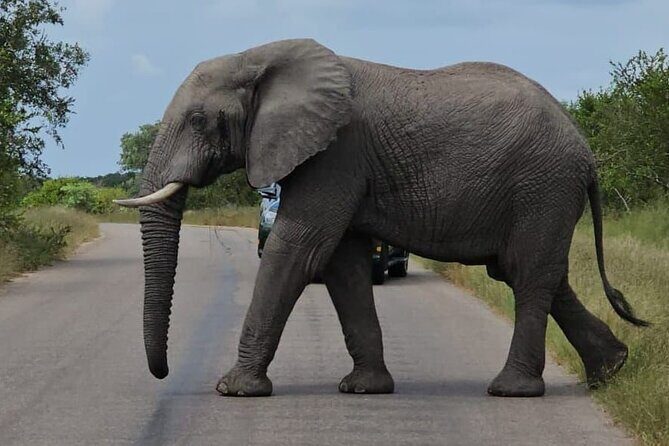 The Kruger National Park - Full Day Tour - Big Five search plus stories: what “private” means here