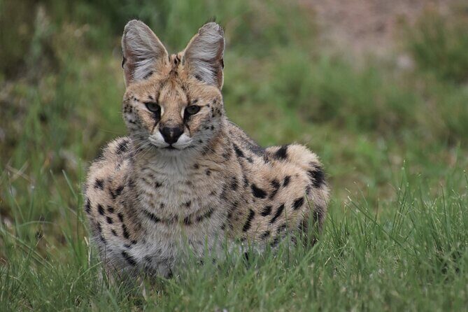 The Private Wildlife Tour - Quick take: what makes this tour worth your time