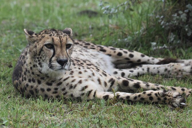 The Private Wildlife Tour - Who should book this tour (and who might want something else)