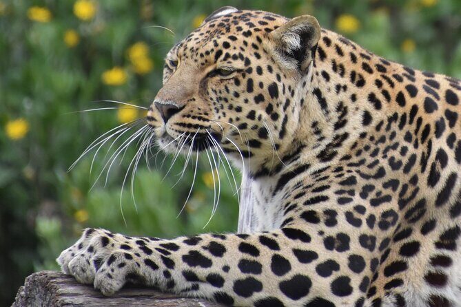 The Private Wildlife Tour - How a 4-person private group changes everything