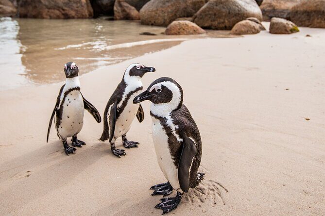 The Road Trip (Cape Point and Penguins) - Cape Peninsula road trip: why this route makes sense