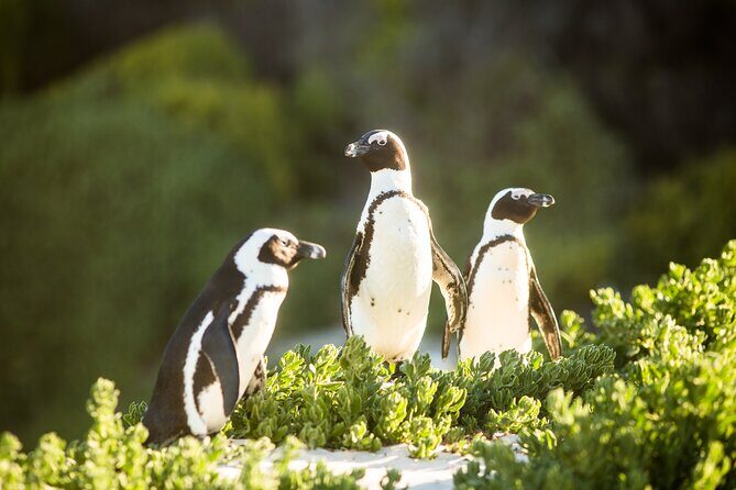 The Road Trip (Cape Point and Penguins) - Chapmans Peak Drive: the scenic driving moment