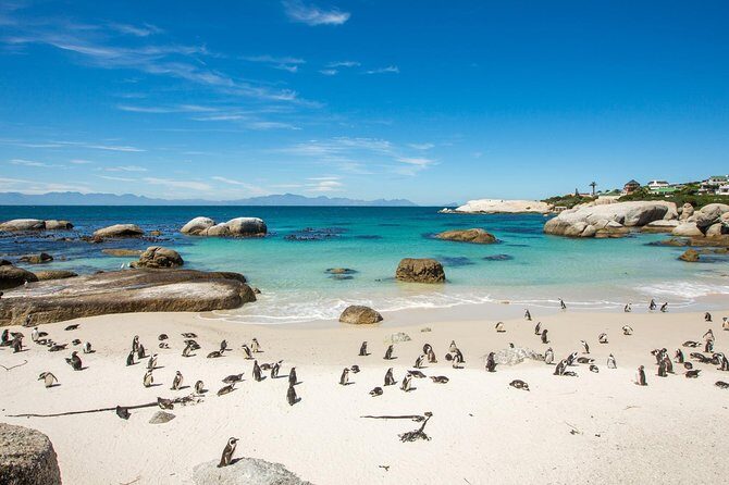 The Road Trip (Cape Point & Penguins) - Private Tour - A private Cape Peninsula day built around animals