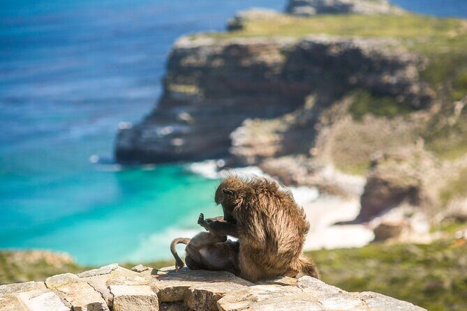 The Road Trip (Cape Point & Penguins) - Private Tour - Lunch at Buffels Bay: delicious, but watch the baboons