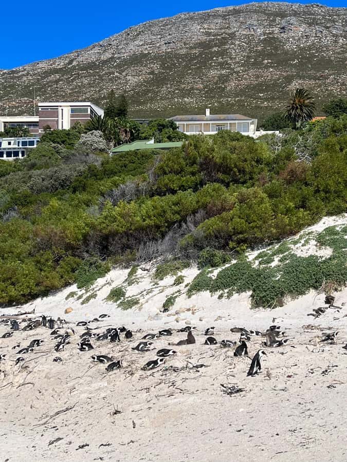 The Ultimate Cape of Good Hope Experience - Key Things I’d Watch Before You Go