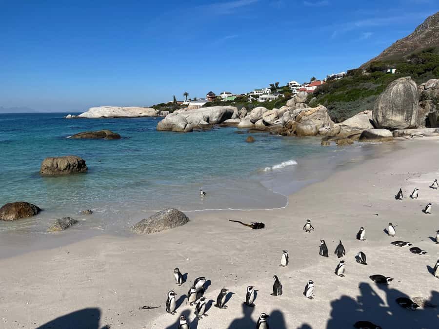 The Ultimate Cape of Good Hope Experience - Chapman’s Peak Drive with Sundowners for Sunset-Mode Views