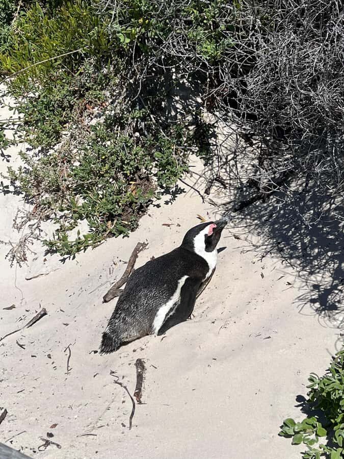The Ultimate Cape of Good Hope Experience - What It’s Like With a German/English Guide in a Private Group