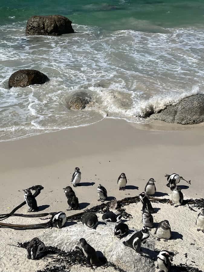 The Ultimate Cape of Good Hope Experience - Morning Start from Cape Town to Muizenberg and Kalk Bay